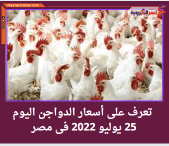 تعرف على أسعار الدواجن اليوم 25 يوليو 2022 فى مصر