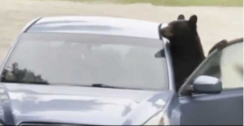 الشرطة تطارد "بقرة "على الطريق السريع 29 image 8
