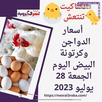 الدواجن الأمهات تنتعش.. أسعار الدواجن وكرتونة البيض اليوم الجمعة 28 يوليو 2023