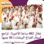 خلال الـ48 ساعة الأخيرة: تراجع أسعار الفراخ البيضاء لـ 82 جنيها