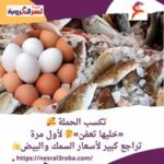 تكسب الحملة «خليها تعفن» لأول مرة.. تراجع كبير لأسعار السمك والبيض