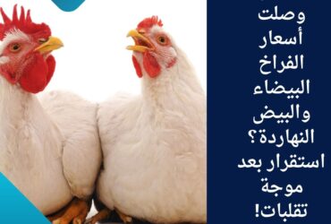 🐔 كم وصلت أسعار الفراخ البيضاء والبيض النهاردة؟ استقرار بعد موجة تقلبات!