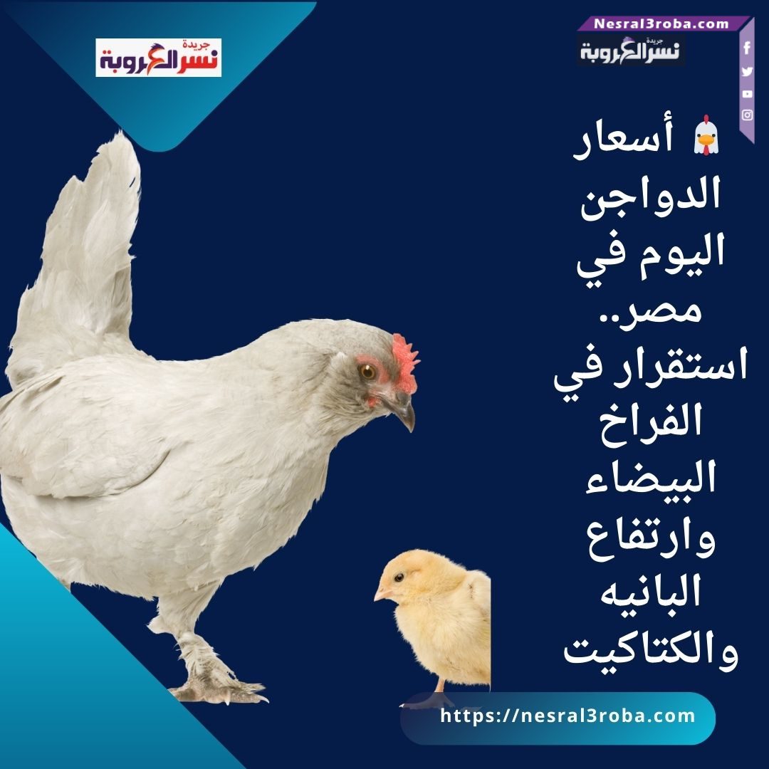 🐔 أسعار الدواجن اليوم في مصر.. استقرار في الفراخ البيضاء وارتفاع البانيه والكتاكيت