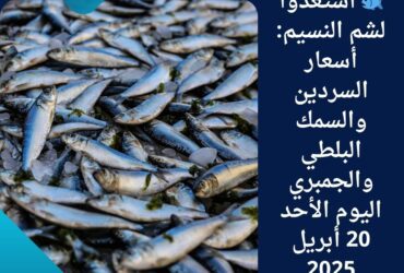🐟 استعدوا لشم النسيم: أسعار السردين والسمك البلطي والجمبري اليوم الأحد 20 أبريل 2025
