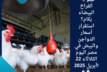 🍗 كيلو الفراخ البيضاء بكام؟ استقرار أسعار الدواجن والبيض في مصر اليوم الثلاثاء 22 أبريل 2025! 🐔🥚