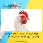 🐔 الفراخ البيضاء بكام؟.. أسعار الدواجن والبيض اليوم الأحد 11 مايو 2025