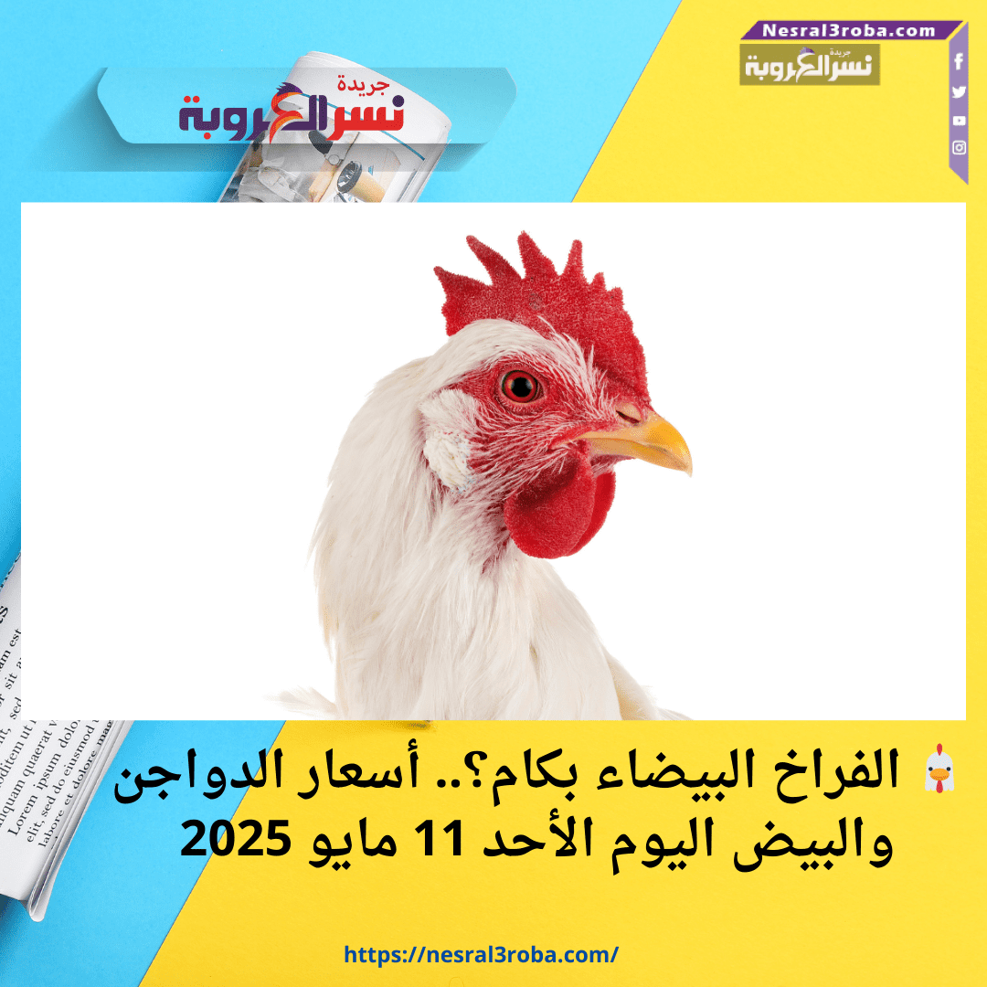 🐔 الفراخ البيضاء بكام؟.. أسعار الدواجن والبيض اليوم الأحد 11 مايو 2025
