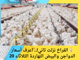 🐔 الفراخ نزلت تاني!.. اعرف أسعار الدواجن والبيض النهاردة الثلاثاء 20 مايو 2025 📉🥚