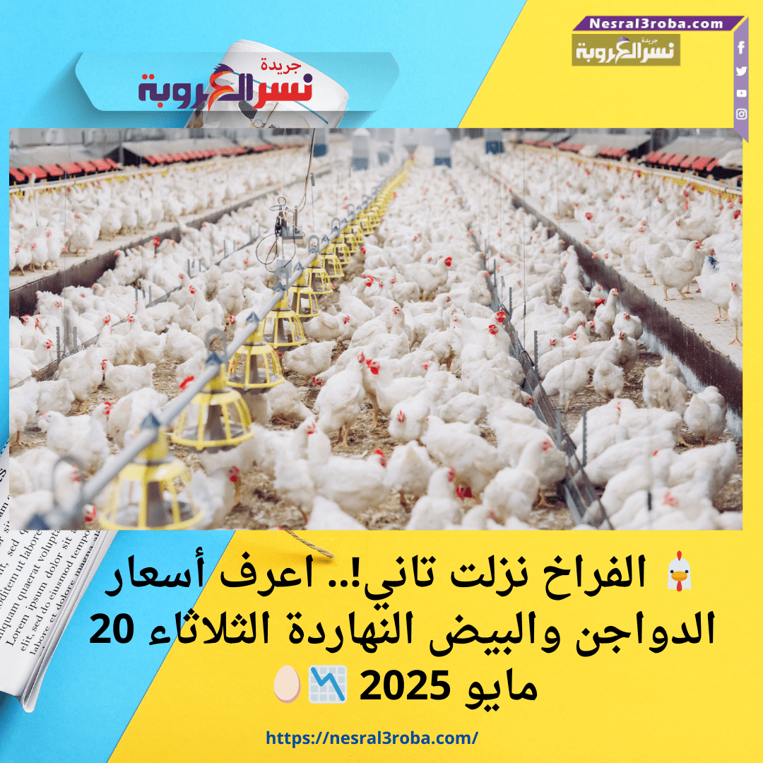 🐔 الفراخ نزلت تاني!.. اعرف أسعار الدواجن والبيض النهاردة الثلاثاء 20 مايو 2025 📉🥚