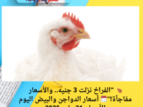 🍗 "الفراخ نزلت 3 جنيه.. والأسعار مفاجأة!"🗓️ أسعار الدواجن والبيض اليوم الأربعاء 21 مايو 2025