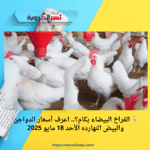 🐔 الفراخ البيضاء بكام؟.. اعرف أسعار الدواجن والبيض النهارده الأحد 18 مايو 2025