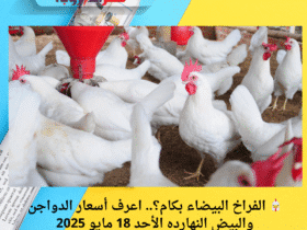 🐔 الفراخ البيضاء بكام؟.. اعرف أسعار الدواجن والبيض النهارده الأحد 18 مايو 2025
