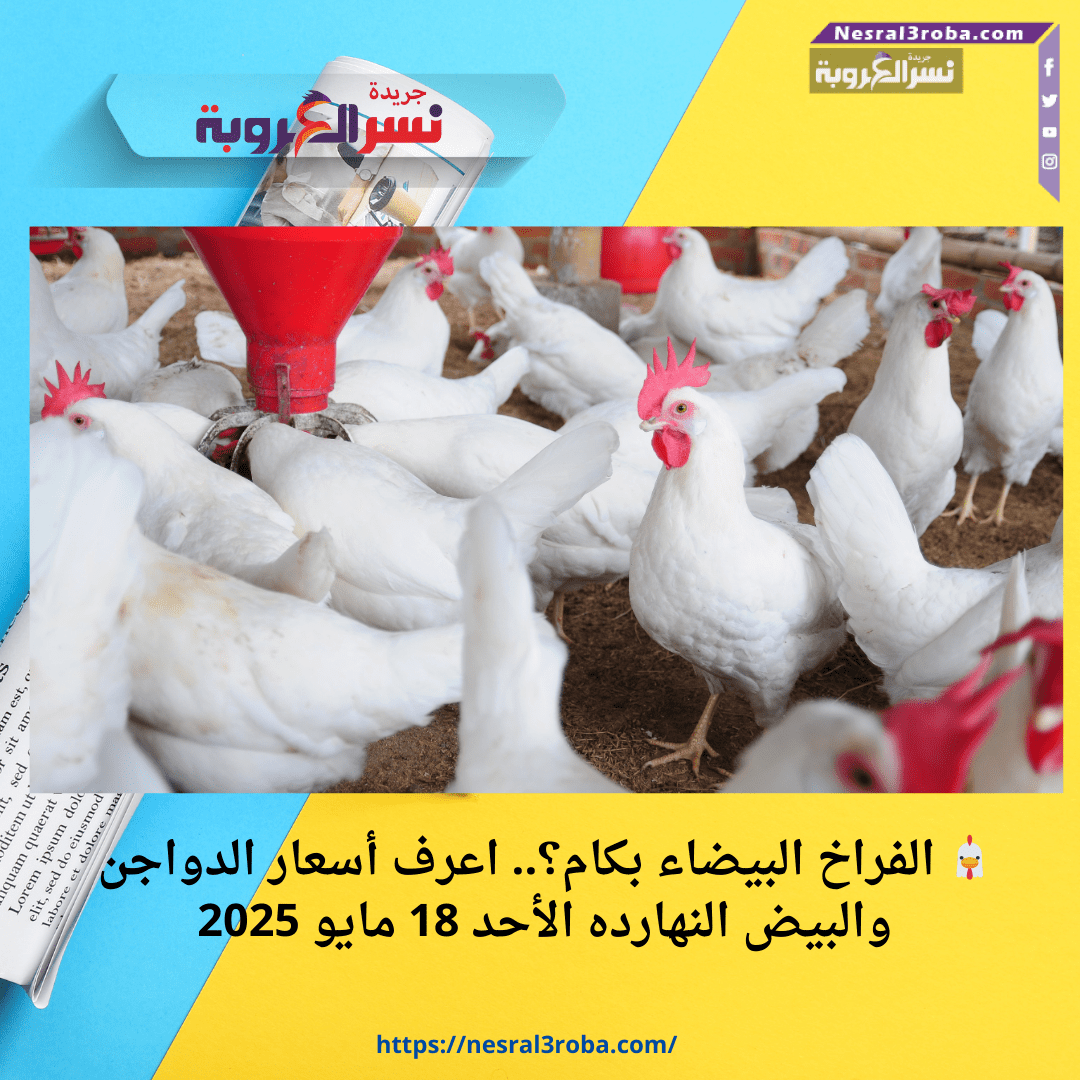 🐔 الفراخ البيضاء بكام؟.. اعرف أسعار الدواجن والبيض النهارده الأحد 18 مايو 2025